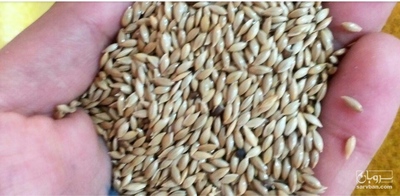 فروش تخم کتان