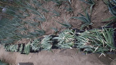 فروش پاجوش آلوئه ورا