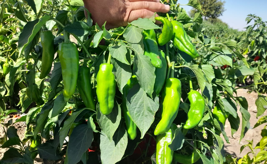 فروش فلفل سبز تند تازه