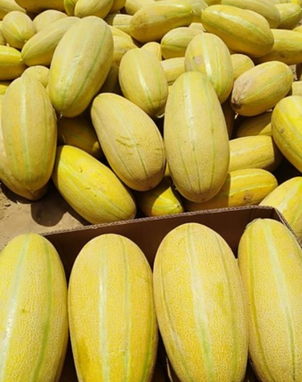 فروش خربزه مشهدی