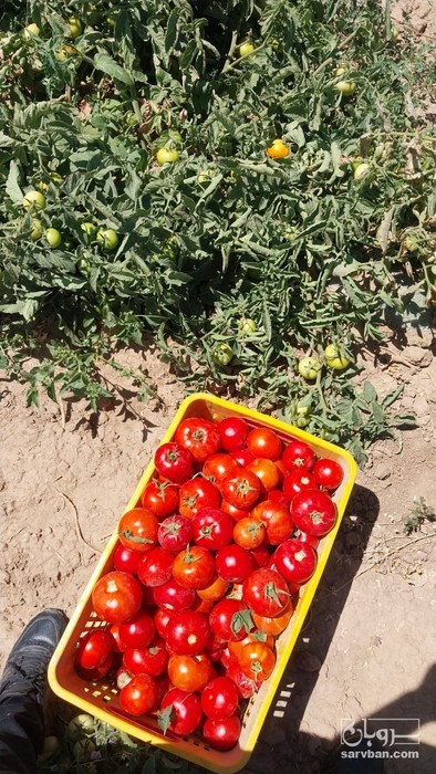 فروش گوجه فرنگی ربی