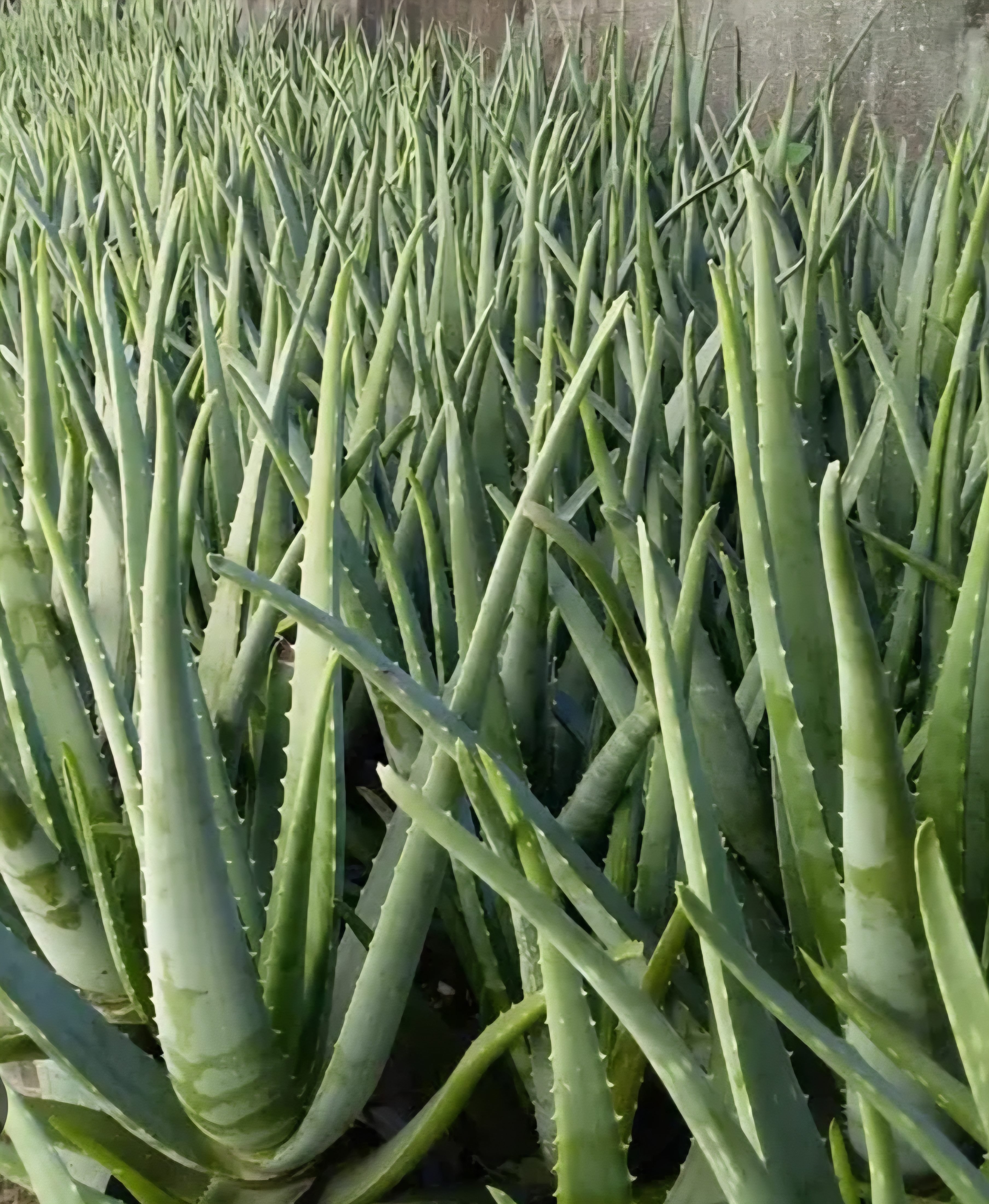 فروش آلوئه ورا - گیاه