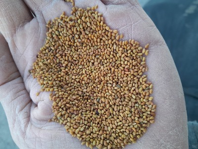 فروش بذر یونجه