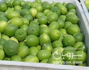 فروش لیموترش رودان