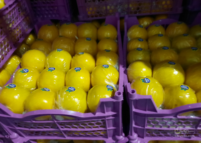 فروش لیمو شیرین