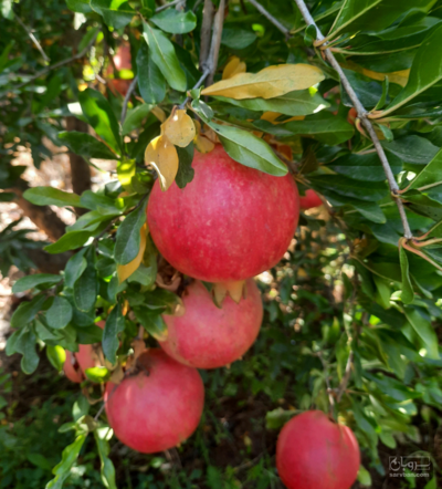 فروش انار رباب