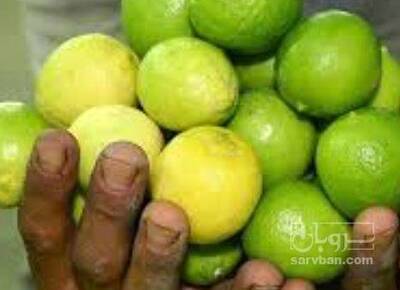 فروش لیموترش مصری