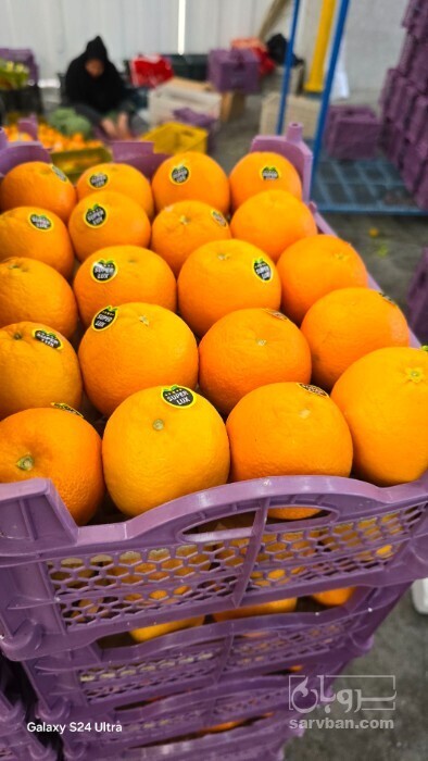 فروش نارنگی