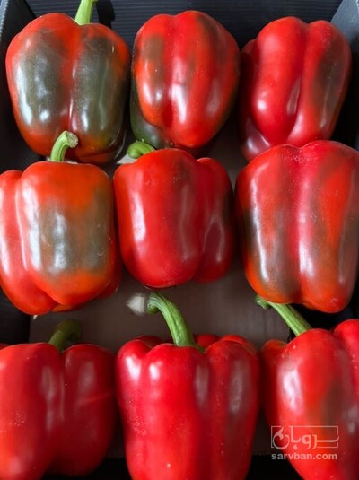 فروش فلفل دلمه ای