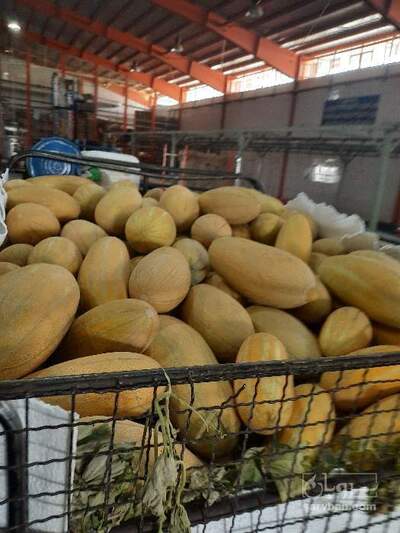 فروش خربزه مشهدی