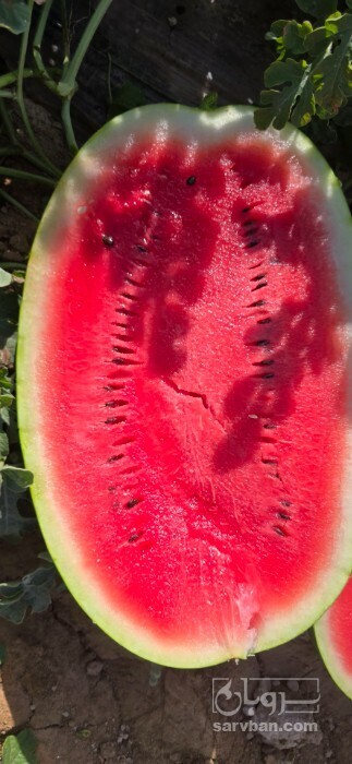 فروش هندوانه