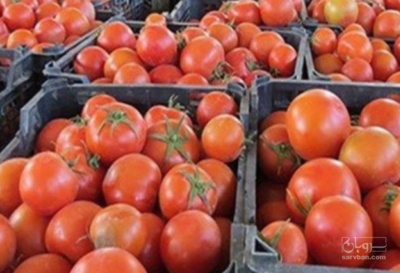 فروش گوجه فرنگی ربی