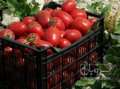 فروش گوجه فرنگی هوای ازاد