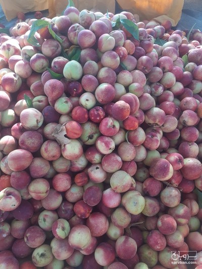 فروش شلیل لواشکی