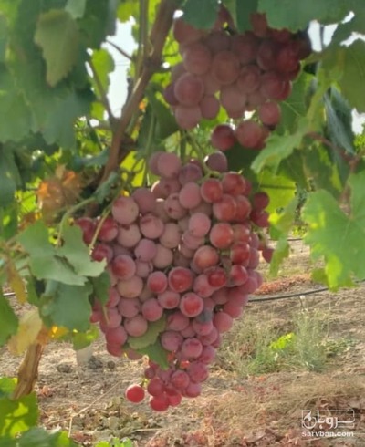 فروش انگور کندری