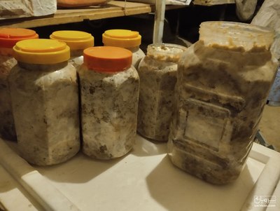 فروش آنغوزه