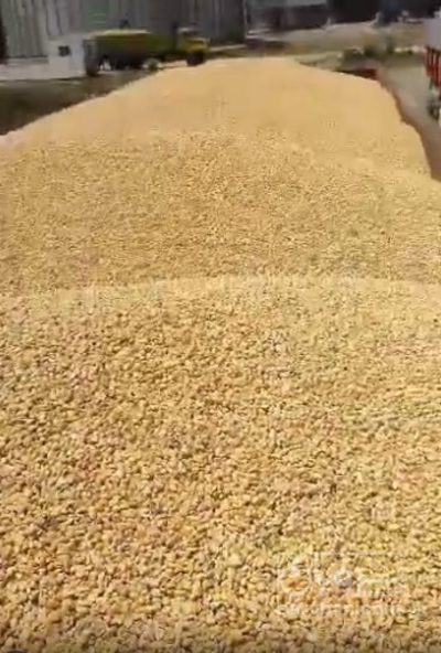 فروش ذرت روسی