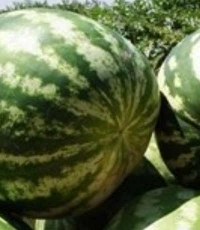 فروش هندوانه گرد