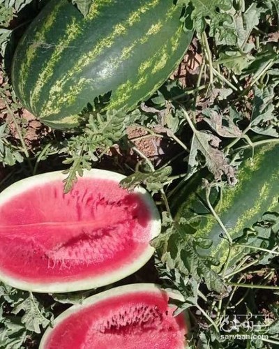فروش هندوانه بیضی