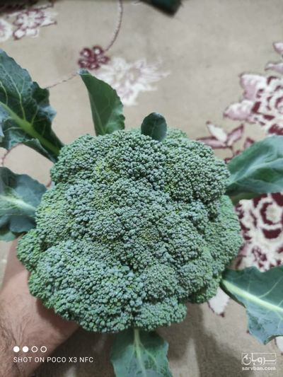 فروش کلم بروکلی