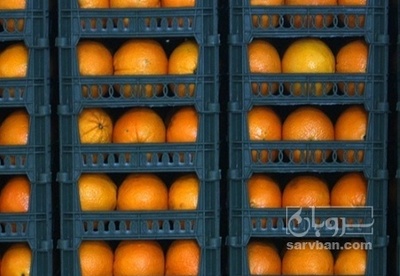فروش پرتقال واکسی