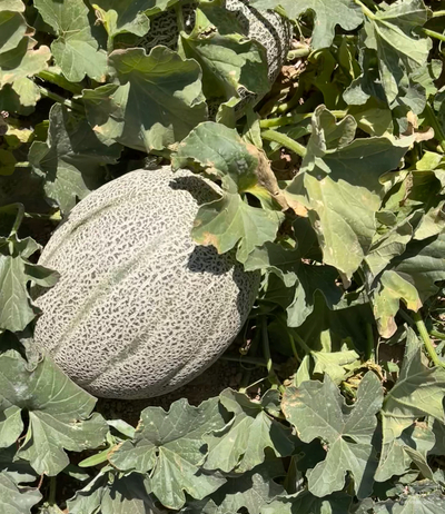 فروش طالبی جانا