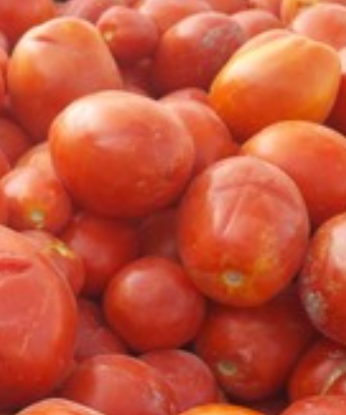 فروش گوجه فرنگی ربی