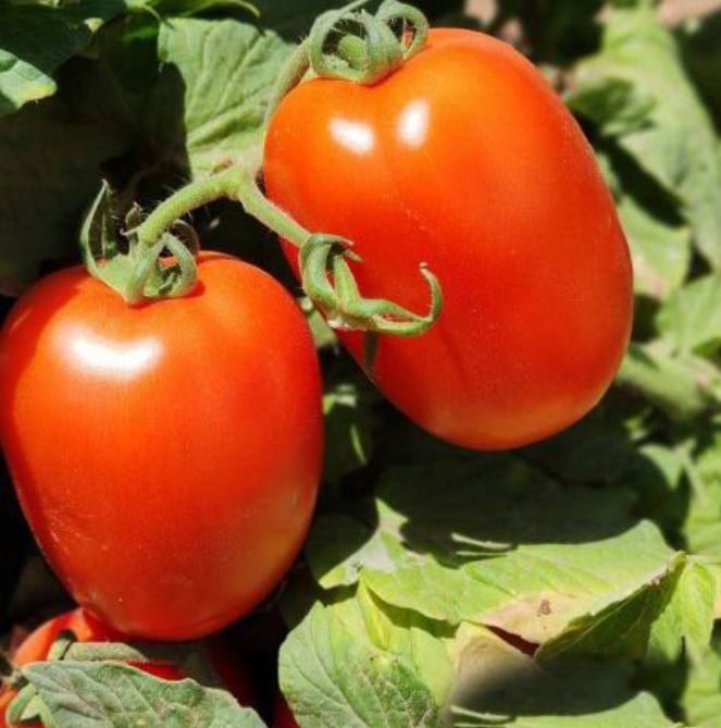 فروش گوجه فرنگی تره باری