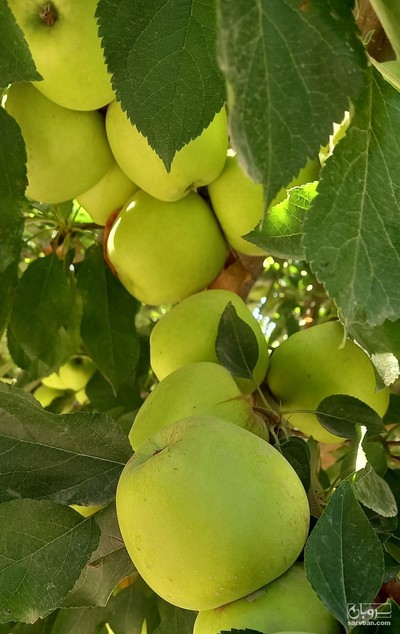 فروش سیب زرد