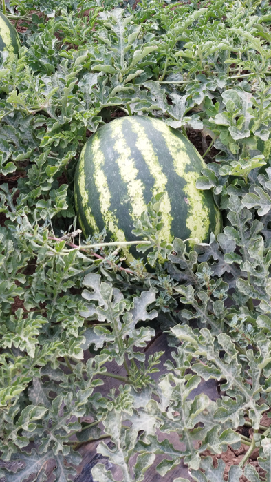 فروش هندوانه بذر اگوسیت