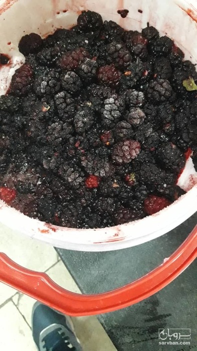 فروش شاتوت منجمد