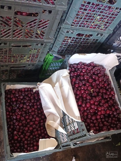 فروش آلبالو