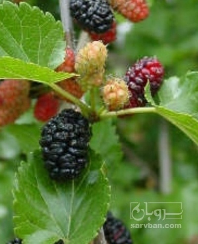 فروش شاتوت