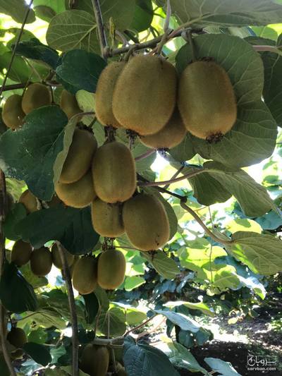 فروش کیوی هایوارد طلایی