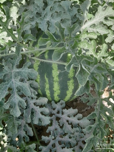 فروش هندوانه گرد یونیژن