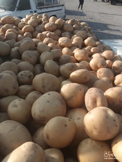 فروش سیب زمینی