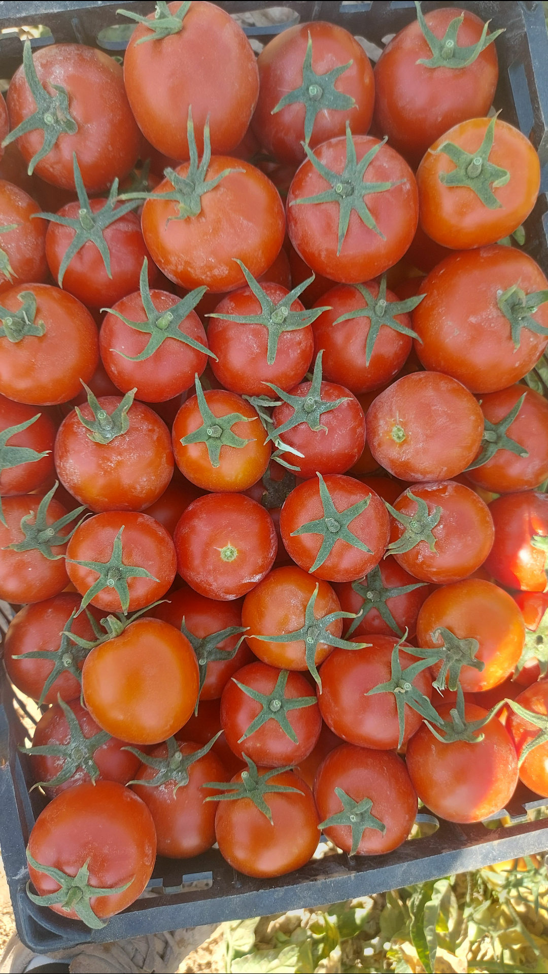 فروش گوجه فرنگی باسیمو