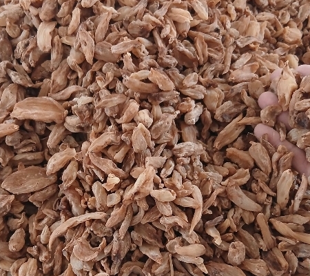 فروش ثعلب قلوه ای