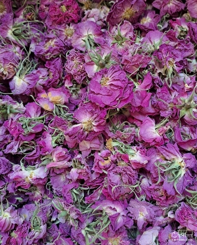 فروش گل محمدی