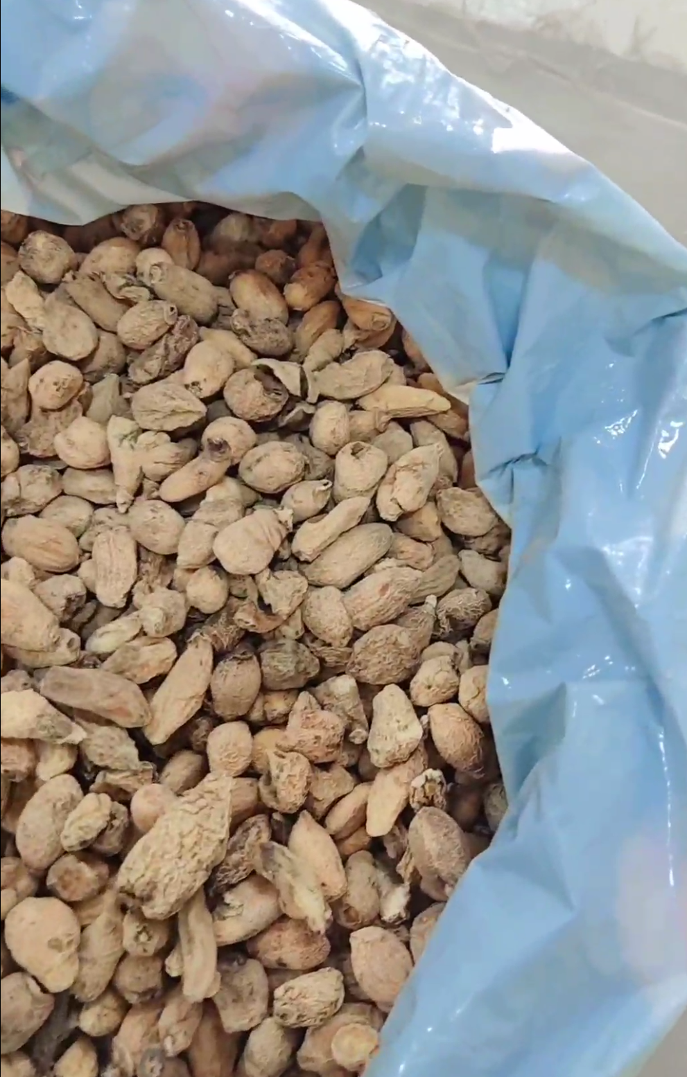 فروش ثعلب قلوه ایی