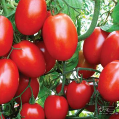 فروش گوجه فرنگی متین