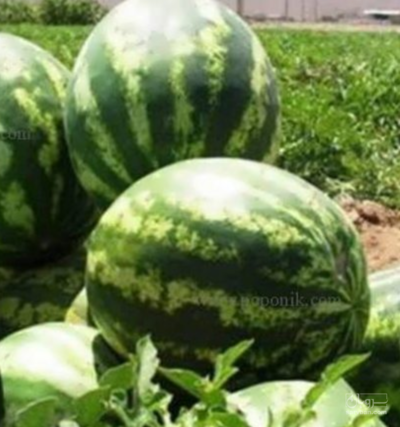 فروش هندوانه گرد