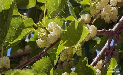 فروش توت درختی