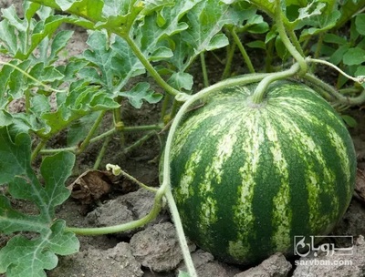 فروش هندوانه گرد