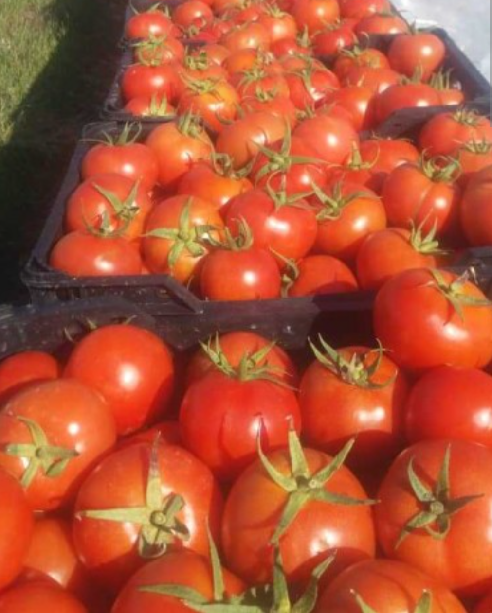 فروش گوجه فرنگی