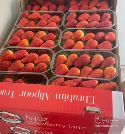 فروش توت فرنگی گلخانه ایی