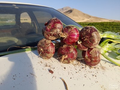 فروش پیاز قرمز