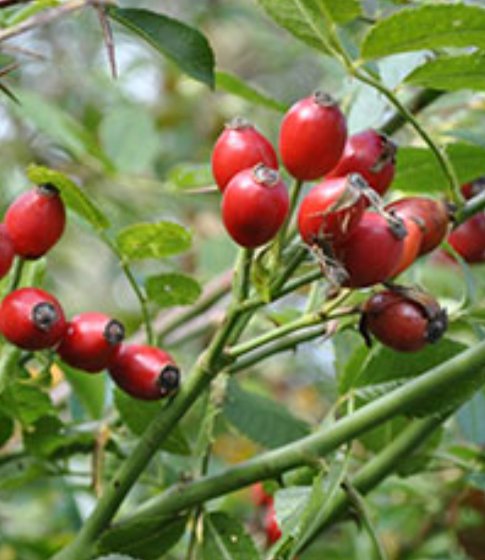 فروش میوه نسترن