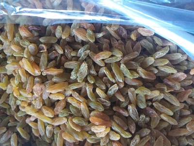 فروش کشمش سبز