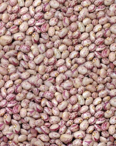 فروش لوبیا چیتی